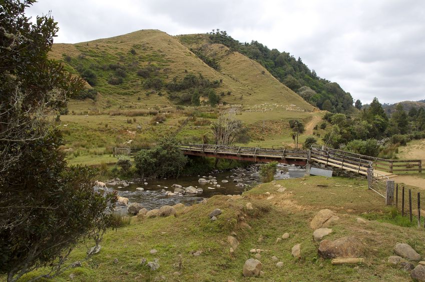 A view of the wooden farm bridge crossing the stream (with many sheep in the background) - about 350 metres from the confluence point 