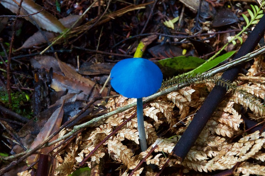A native Sky Blue Mushroom, seen near Lake Hiwiroa