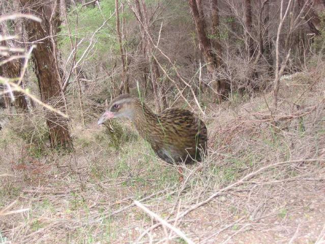 A weka takes the greatest interest in the confluence hunter