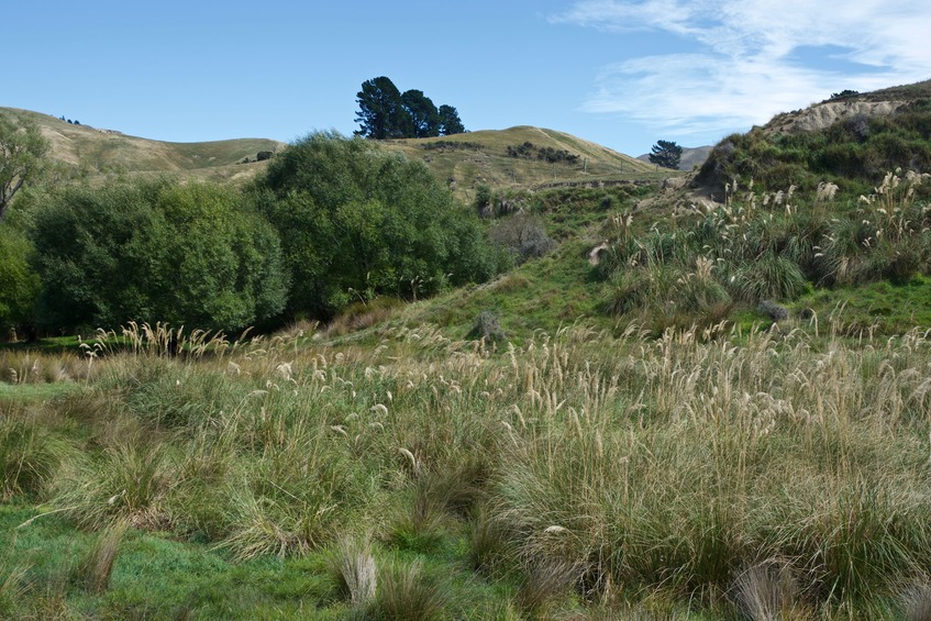 A large patch of native Toetoe grass, growing near the road, less than 500 m from the point