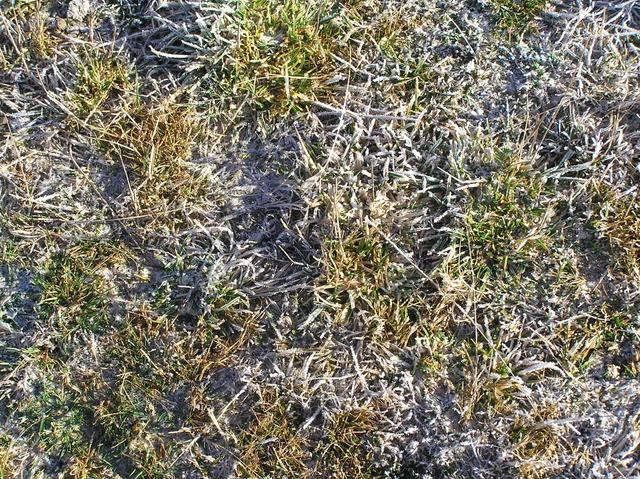 Partly frozen groundcover at the confluence site.