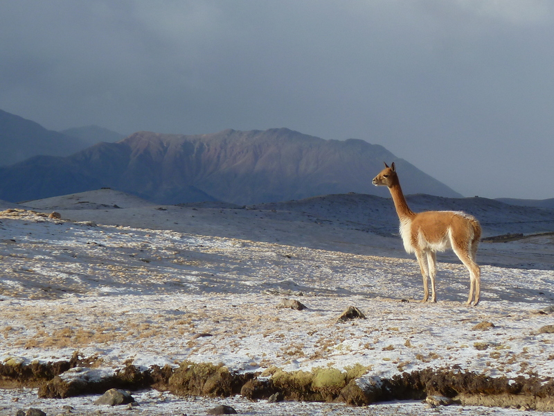 My witness: vicuña