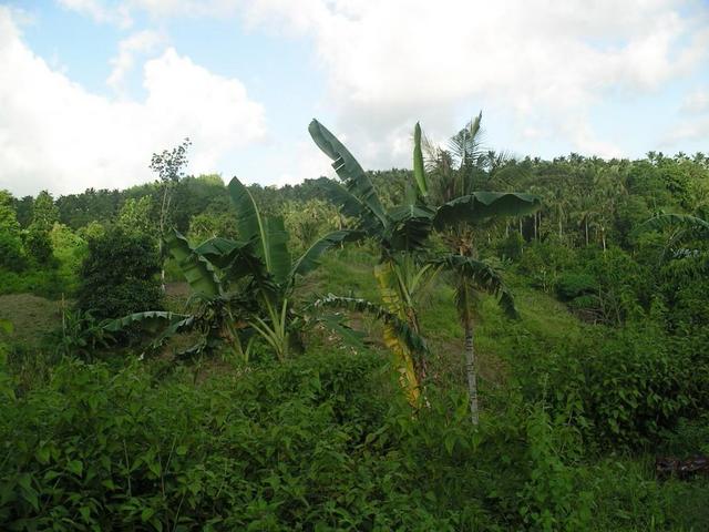 View to the East; crops grown by local farmers.