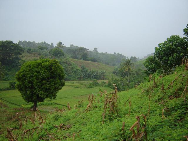 View West from Confluence area, note rice paddies behind the Mango tree