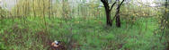 #5: A 150-degree panoramic view of the GPS on the confluence in the middle of a thicket.