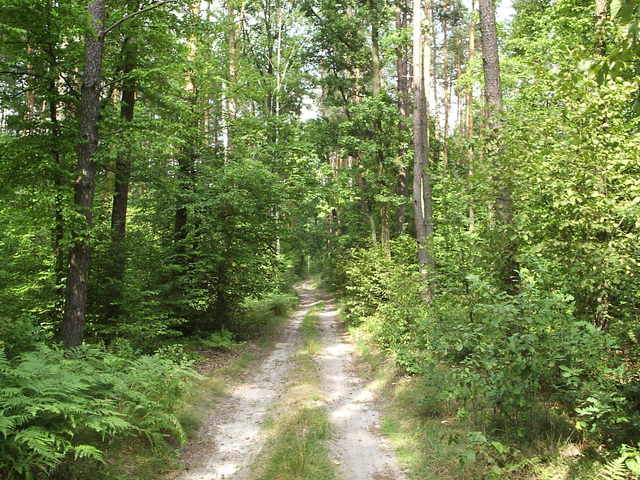 A z wygodnej drogi szybko trzeba skręcić w las... / from comfortable road turn into forest