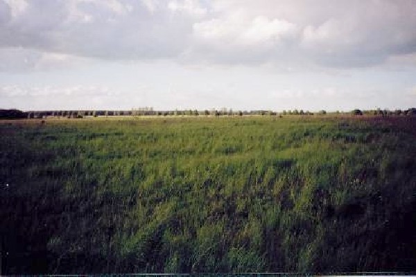 Meadow at the confluence