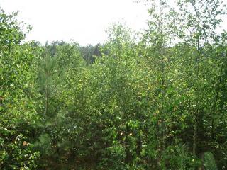 #1: View South West - The Confluence Point in the tree nursery