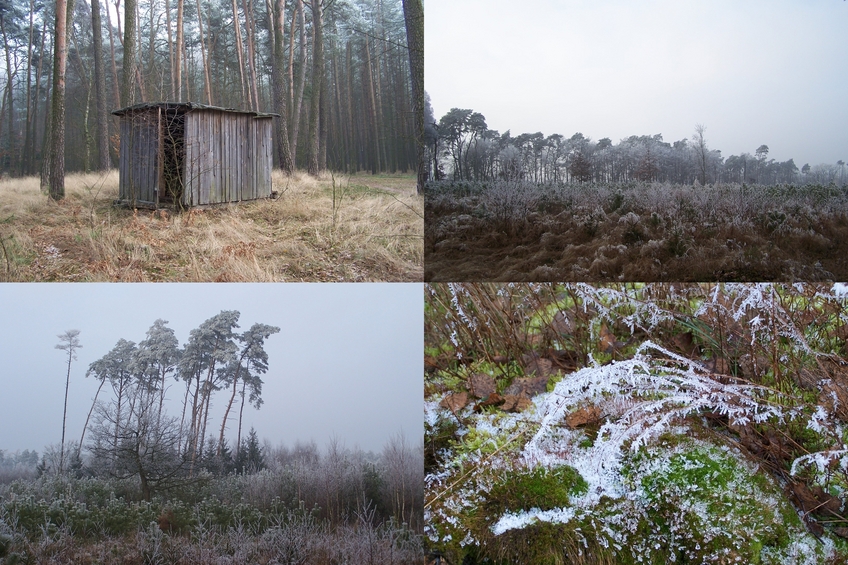 Nearby shed and winter landscapes