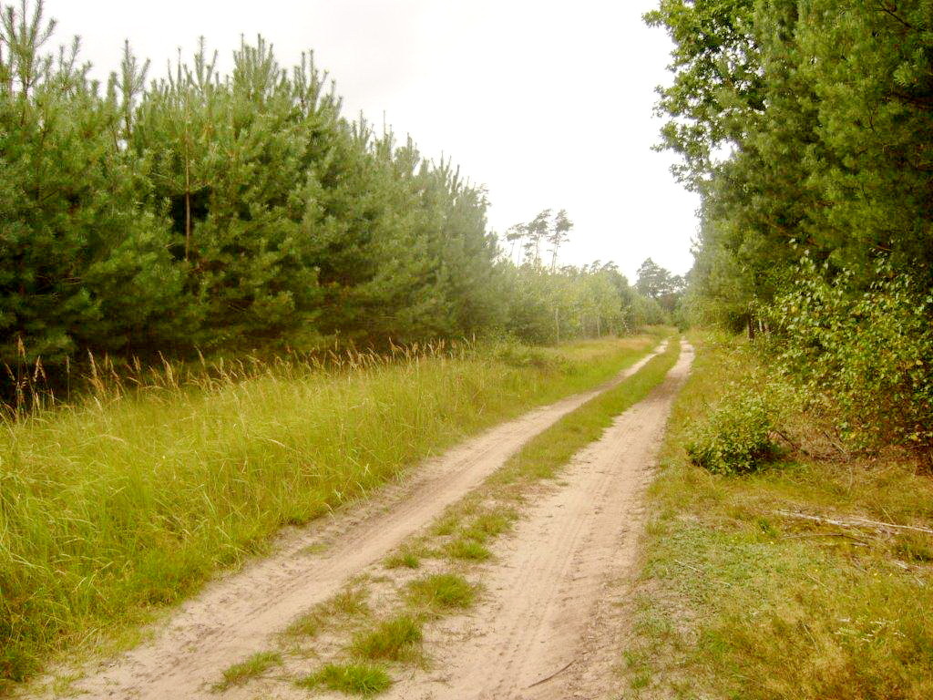 Forest road - Leśna droga