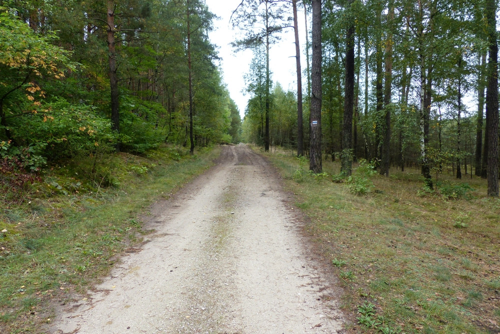 Droga leśna doprowadzająca w pobliże punktu / A forest road leading to the CP