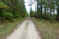 #10: Droga leśna doprowadzająca w pobliże punktu / A forest road leading to the CP