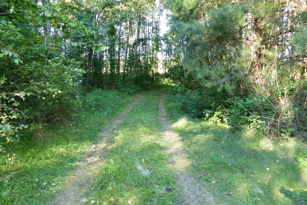 Polna dróżka przez malutki las, właściwie lasek, bezpośrednio doprowadza do skraju pola / A dirt path through a tiny forest