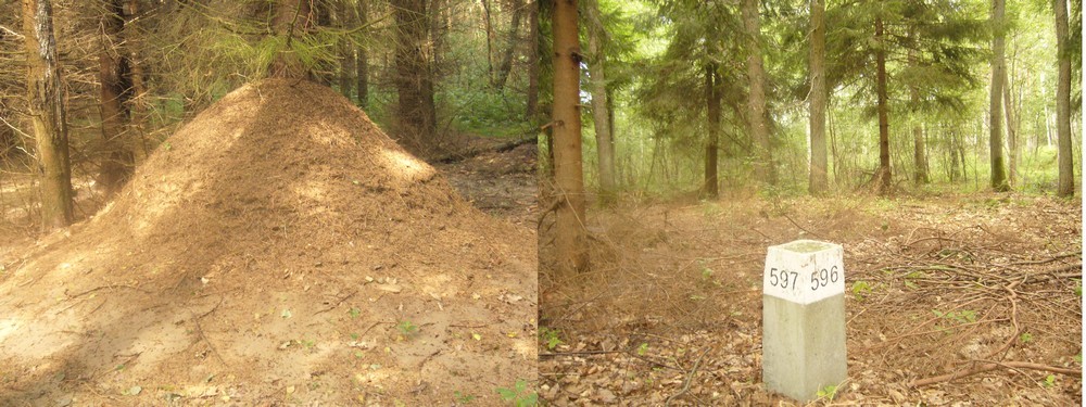 Anthill and post branch of forestry - Mrowisko i słupek oddziałowy
