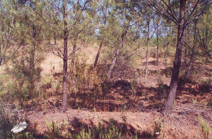 East facing into the scrub