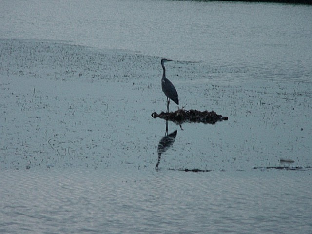 Bird on a lake/Barza