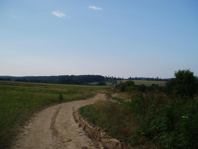 Drumul spre padure/ Road towards the forest