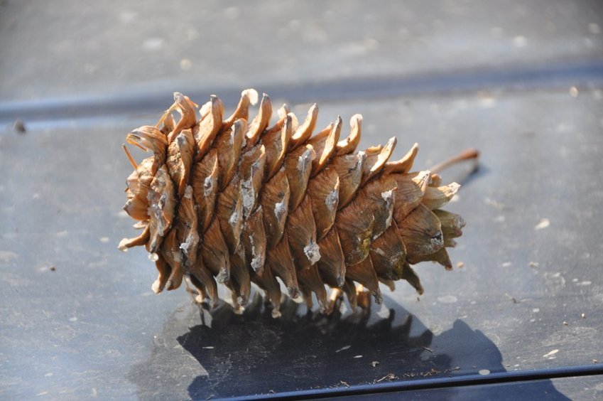 Cedar cone / Шишка