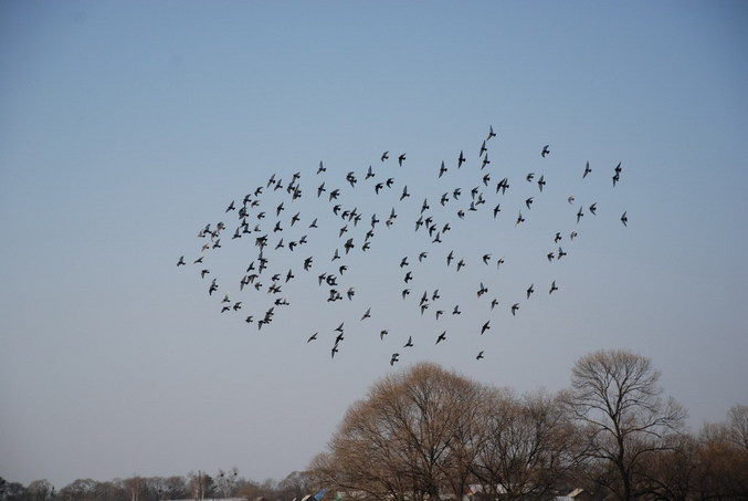 Birds over the fields