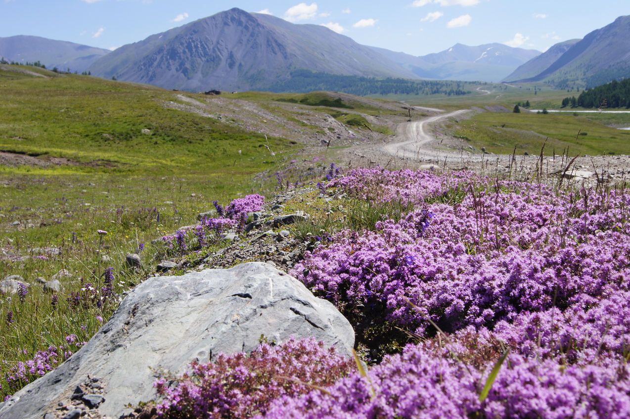 Альпийские ароматы трав / Alpine grass aroma