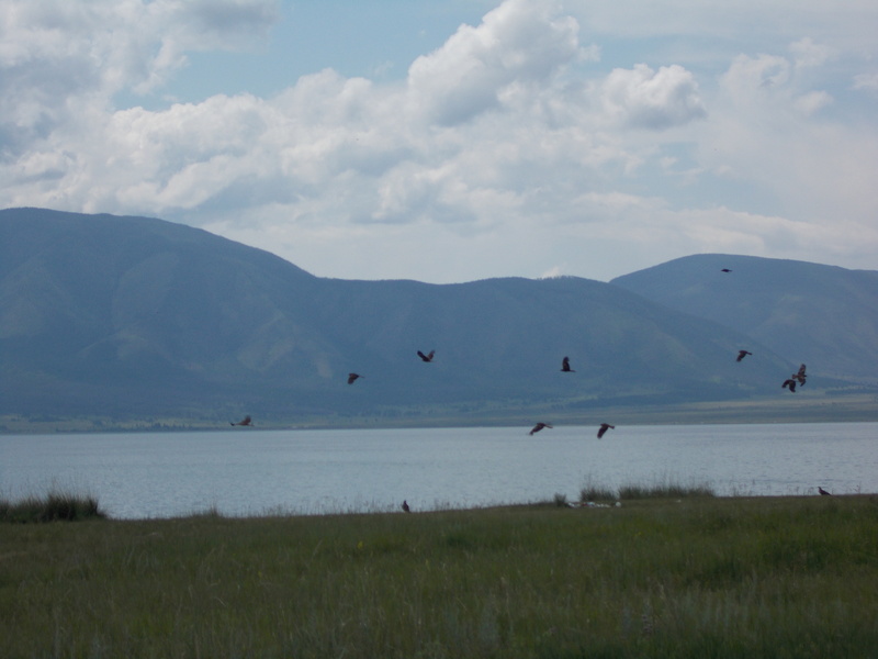 Oрлы на озере Чагытай/Eagles on Chatygay lake 