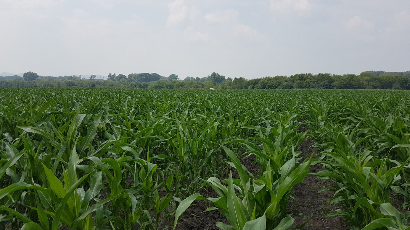 West - maize in front of scrub of Anuy river