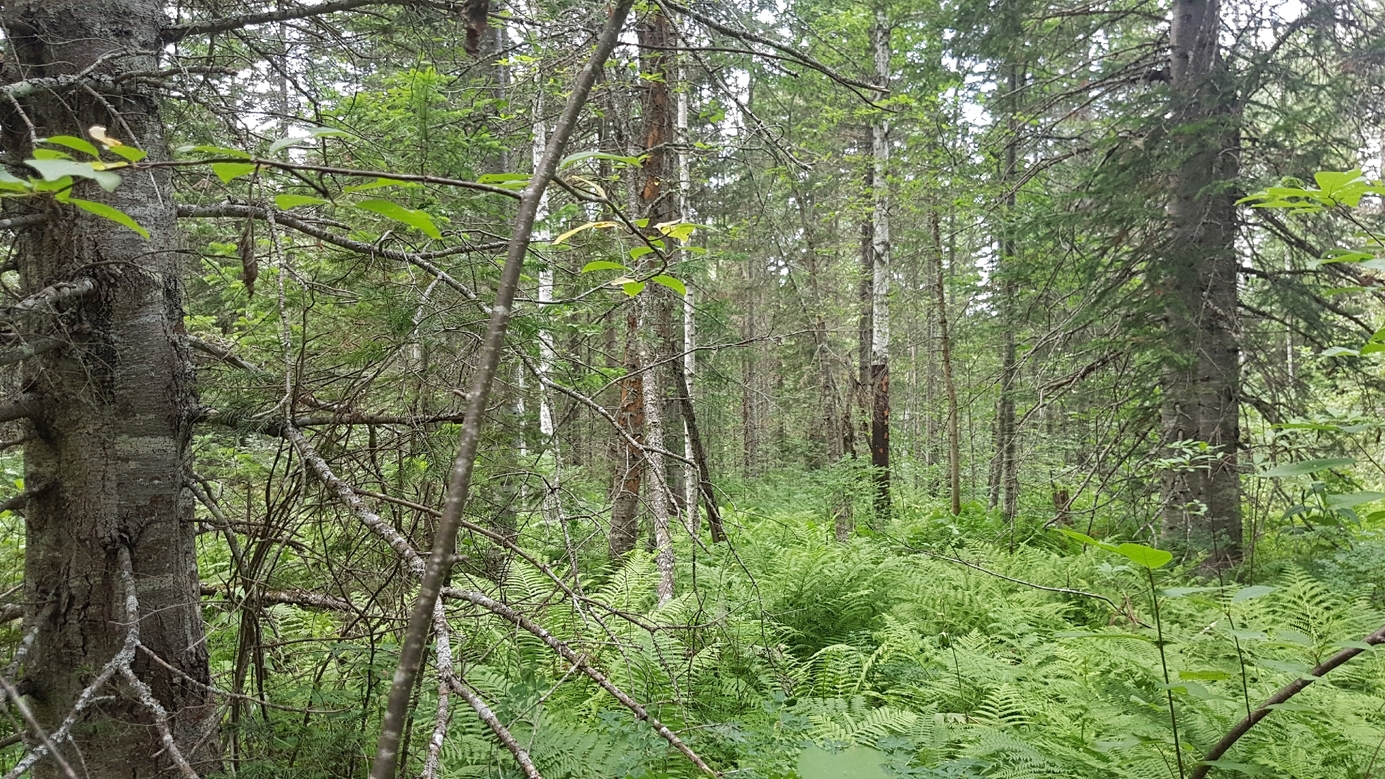 dense forest looking West