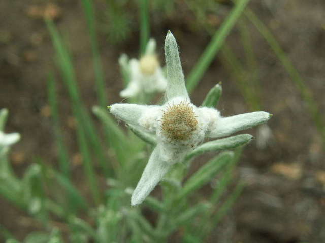 Edelweiss flower