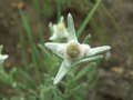 #7: Edelweiss flower