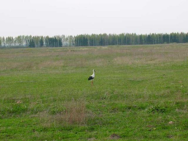 Walking stork