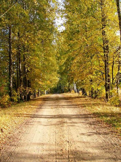 Road to golden autumn
