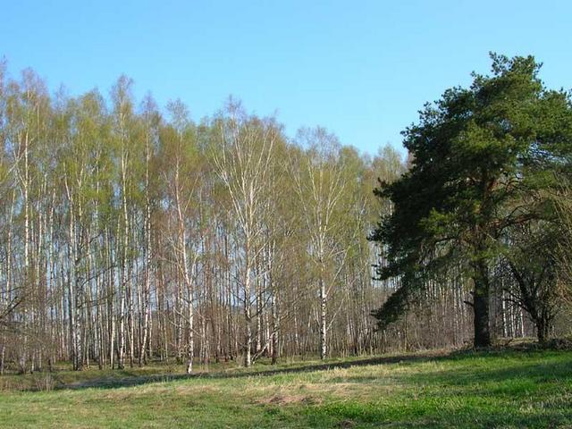 Birch tree grove