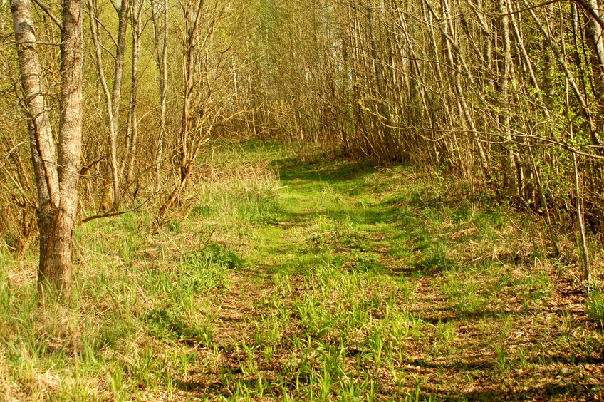 A road near a swamp / Дорога вдоль болота