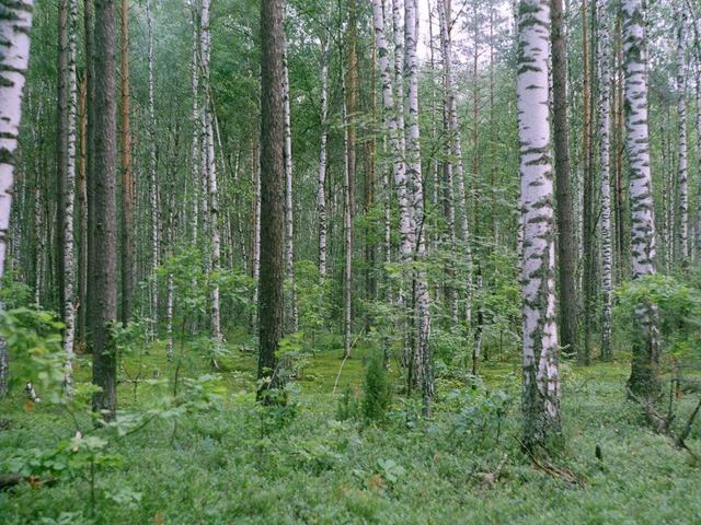 Рязанские леса. -- The Ryazan forest.