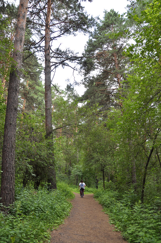 Path in Inyushinskiy wood