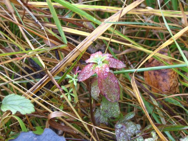 Small plant in autumn colours covered by droplets of dew near the CP