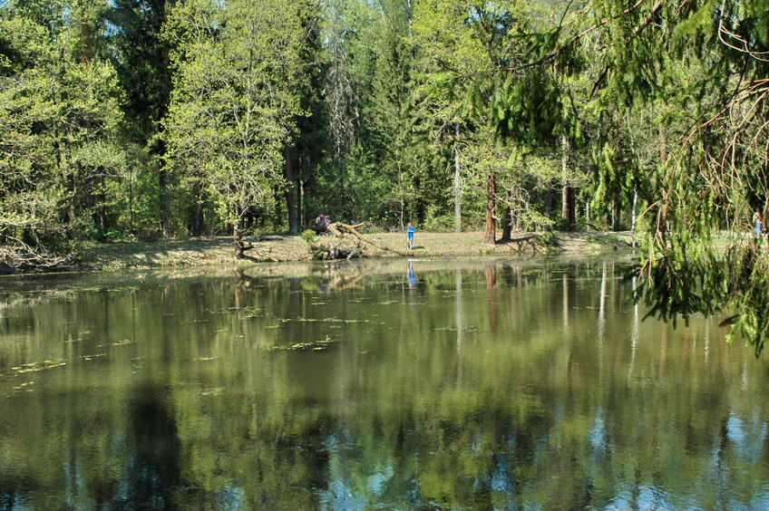 Lake in the forest /Лесное озеро