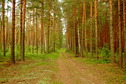 #6: Forest dirt road / Лесная дорожка