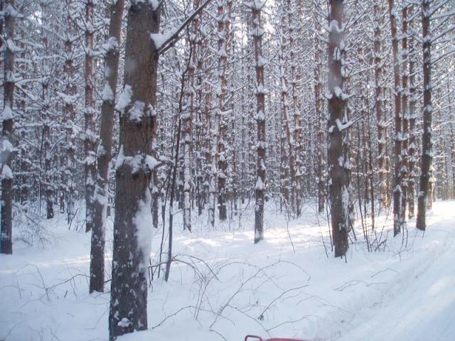 winter forest near the confluence