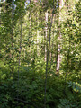 #2: Лес вокруг точки 57°N 47°E/Forest around the confluence