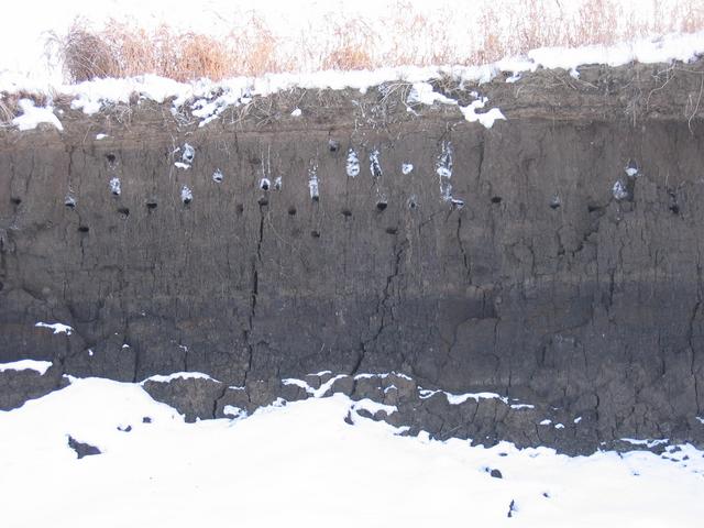 swifts' nests (holes) in steep clayey banks of Pyshma river. Hosts have migrated south for the winter