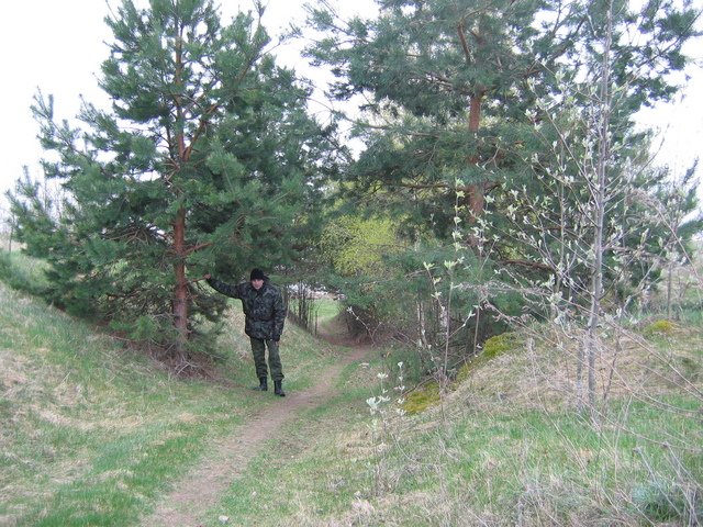 Pines on Belov island