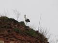 #10: Stork's nest