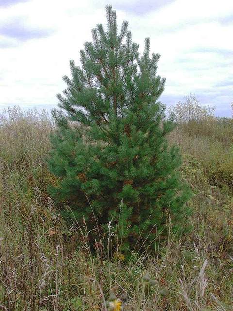 Одинокая сосна среди поля / Lonely pine-tree