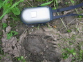 #9: The footprint of a bear, found at the timber-carrying road between Sverdlovsk and Perm Regions of Russia (between Verkhnyaya Oslyanka and Kyn villages). Photocamera case is put beside for size comparison (the length of the case is 18 centimetres).