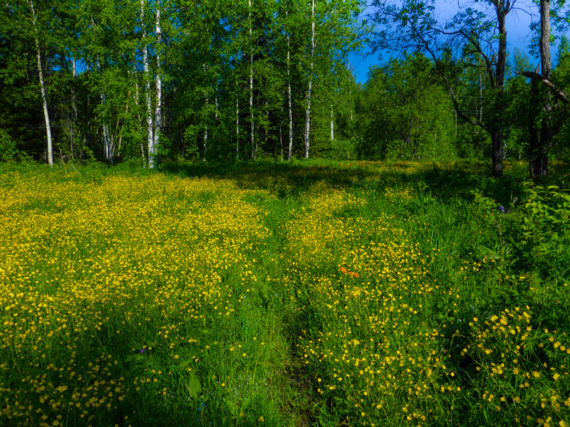 Meadow with flowers / Поле с цветами