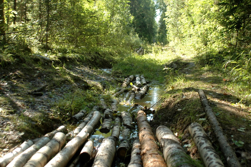 Logging path / Просека