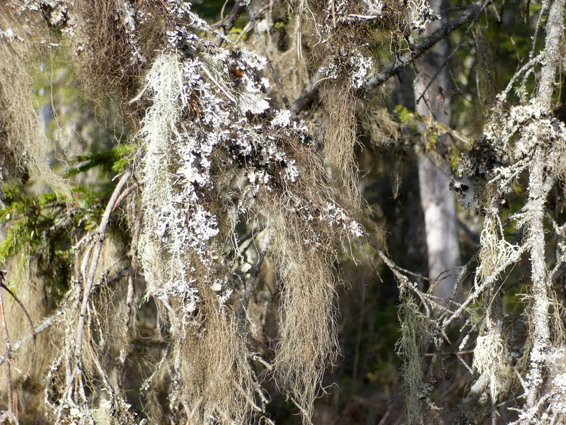 Lichens forever / Лишайники навсегда