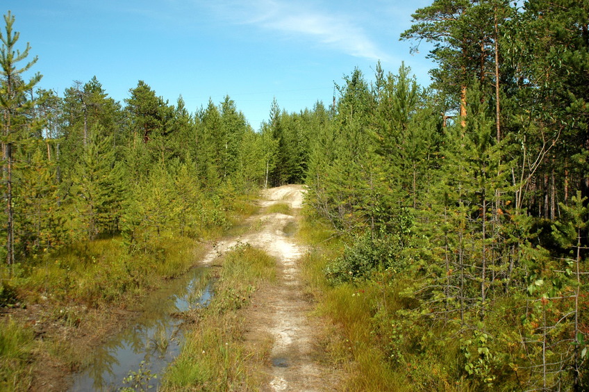Forest dirt road to CP / Лесная дорога на Пересечение