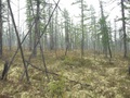 #3: Nord, West und Süd, ringsherum Wald/North, West, and South, all around is forest